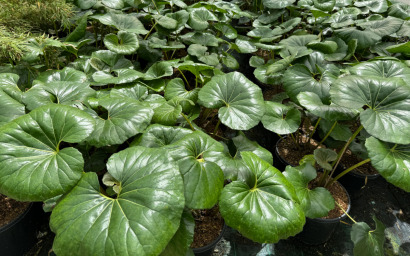 farfugium japonicum "giganteum"